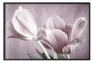 Poster: Tulipani rosa - petali polverosi di fiori primaverili su sfondo rosa