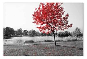 Quadro Nella tonalità dell'autunno - foto grigia di albero rosso