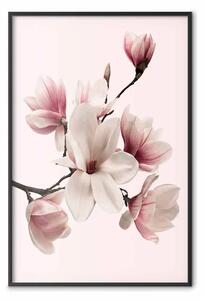Poster: Delicate magnolie: composizione di fiori rosa