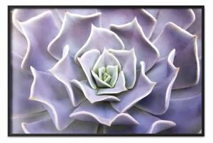 Poster: Succulente viola - una composizione vegetale con foglie di lavanda