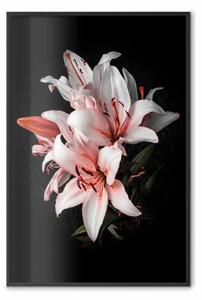 Poster: Gigli - fiori rosa su sfondo nero