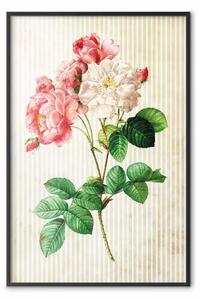 Poster: Rosa celeste: composizione fiori su sfondo a strisce