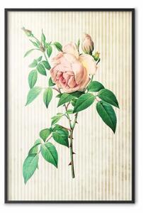 Poster: Rosa vittoriana: composizione vegetale colorata
