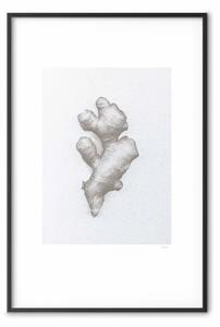 Poster: Zenzero: composizione minimalista con radice naturale