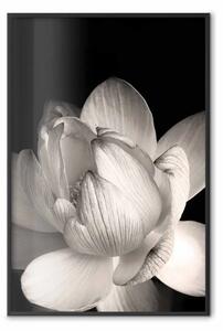 Poster: Sottigliezza bianca: fiore luminoso su sfondo nero