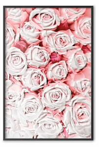 Poster: Rose bianche: composizione con fiori rosa chiaro