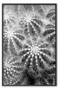 Poster: Avventura rischiosa - composizione in bianco e nero con piante spinose
