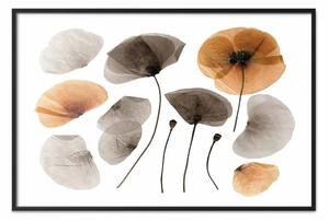 Poster: Erbario campo - botanica con fiori su sfondo bianco