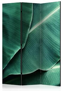 Paravento separè Foglie di banano - texture di foglie verdi con molti dettagli
