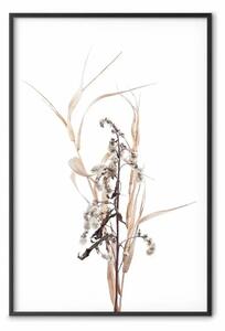 Poster: Erbe autunnali - piante secche su bianco