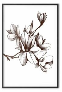 Poster: Magnolie rinascimentali - delicati fiori in b/n