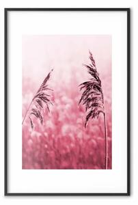 Poster: Spighe rubino - piante rosa