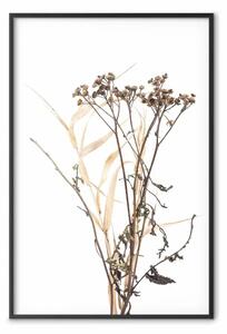 Poster: Camomilla - fiore autunnale su bianco