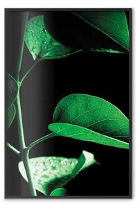 Poster: Pianta nero - botanica con foglie verdi su sfondo scuro