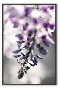 Poster: Campanule viola - composizione floreale con delicati fiori viola