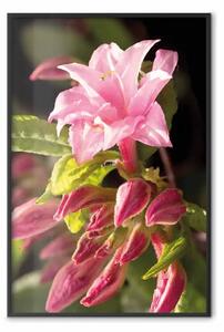 Poster: Rosa naturale - composizione floreale con fiore dai petali colorati