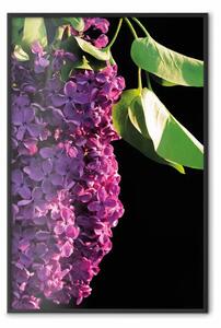 Poster: Colori primaverili - composizione con fiori viola di sambuco