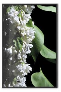 Poster: Dettaglio sambuco - composizione con fiori e foglie bianche