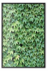 Poster: Edera fitta - composizione botanica riempita di foglie verdi