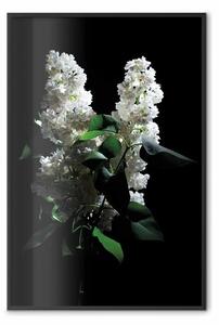 Poster: Sambuchi notte - composizione con fiori bianchi in oscurità