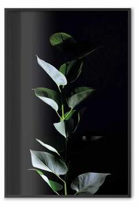 Poster: Alla luce della luna - composizione botanica con pianta su sfondo nero