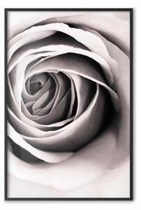 Poster: Vortice rose - motivo a forma di rosa in vortice
