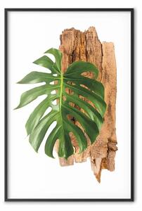 Poster: Forza natura - foglia verde e pezzo di corteccia su sfondo bianco