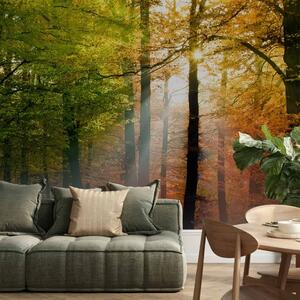 Carta da parati Colori della foresta - paesaggio forestale con raggi di sole tra gli alberi
