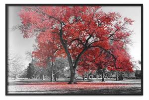 Poster: Autunno nel parco (rosso) - alberi grigi con foglie rosse