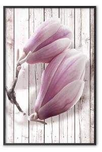 Poster: Magnolia provenzale - fiori rosa su sfondo di assi di legno bianche