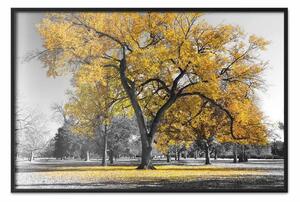 Poster: Autunno nel parco (oro) - paesaggio grigio di alberi con foglie dorate