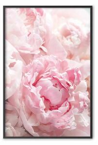 Poster: Nostalgia del mattino - pianta con fiore rosa in tonalità pastello