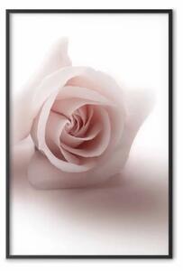 Poster: Ombra rosa - fiore rosa che proietta ombra su bianco