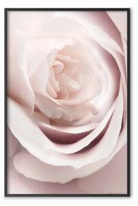 Poster: Rosa di porcellana - pianta rosa chiaro con bel fiore di rosa fresca