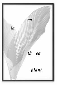Poster: Pianta di Calathea - scritte nere su piante bianche