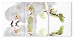 Quadro su tela Orchidea d'acqua (3 pezzi) - un ramo di fiore naturale di colore bianco