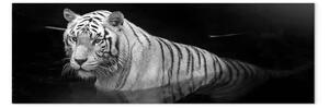 Quadro contemporaneo Tigre splendente bianco e nero stretto