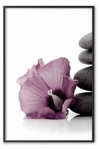 Poster: Calma di pietra - pianta con fiore rosa e sassi in stile zen