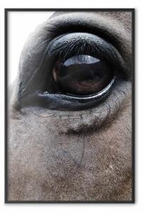 Poster: Occhi sinceri - volto cavallo marrone con occhio riflettente