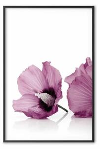 Poster: Vicini - pianta con fiore di ibisco rosa su sfondo bianco