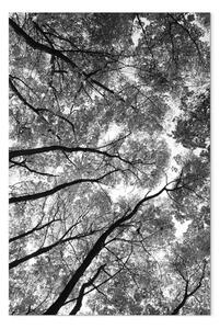 Quadro contemporaneo Corone di alberi - foto in bianco e nero sulla foresta, alberi e cielo