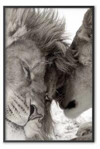 Poster: Savana calda - elefante adulto sulla savana al tramonto