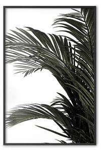 Poster: Tesori della giungla - foglie verdi pianta tropicale su sfondo bianco