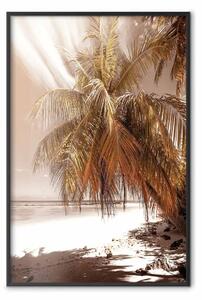 Poster: Ombra di palma - paesaggio tropicale di palme sullo sfondo della spiaggia in tema seppia