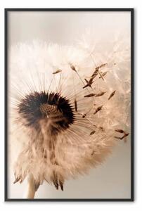 Poster: Petali morbidi - fiore pianta motivo seppia su sfondo bianco