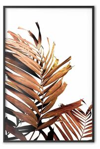 Poster: Effetto solare - foglia tropicale color marrone su sfondo bianco