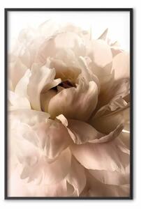 Poster: Petali morbidi - fiore vegetale con motivo seppia chiaro su sfondo bianco