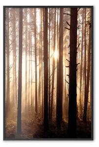 Poster: Sentieri boschivi - paesaggio di alberi con raggi solari