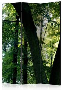 Paravento design Primavera nel parco - paesaggio di alberi e foglie con raggi di sole