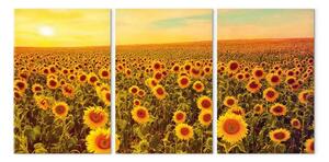 Quadro su tela Girasoli al tramonto (3 pezzi)